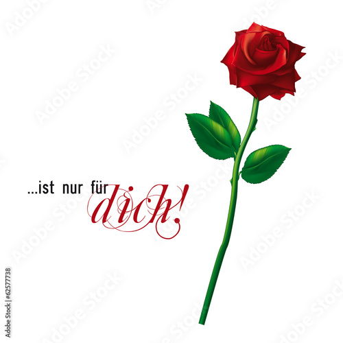 rote Vektor Rose