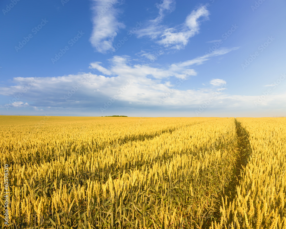 Endless rolling wheat fields at beautiful sunny day