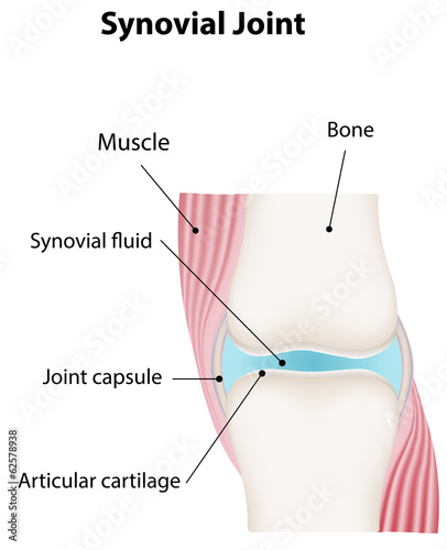 Synovial Joint Labeled Diagram