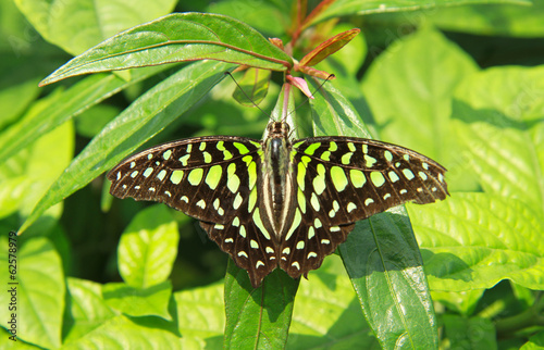Black-yellow color butterfly