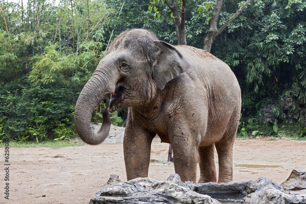 Asian Elephant at the Zoo