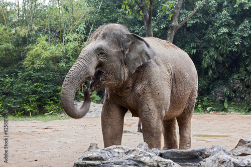 Obraz na płótnie Asian Elephant at the Zoo w salonie