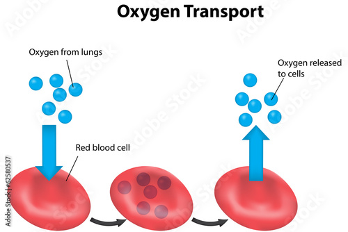 Oxygen Transport in Blood Labeled Diagram photo