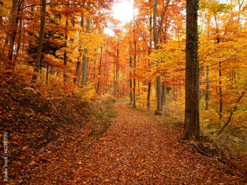 Forest Trail During Fall