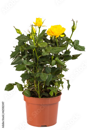 yellow rose bush in pot isolated on white