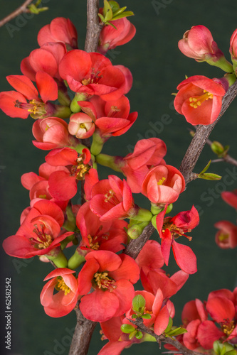 flowering branch chaenomeles