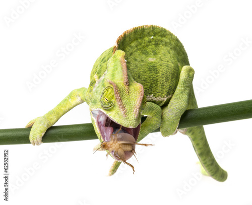 Chamaeleo calyptratus, female eating cricket