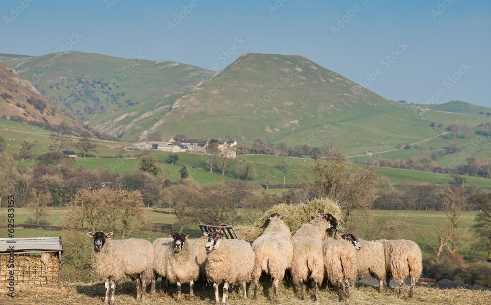 herd of sheep on hill farm