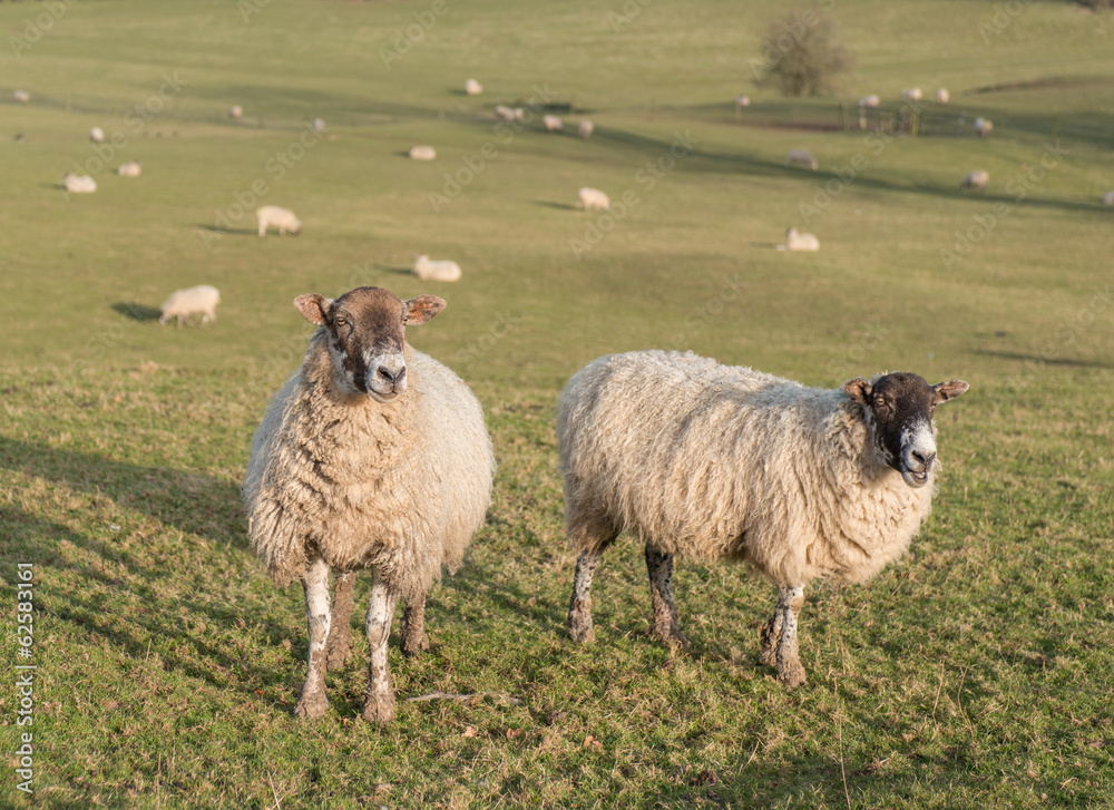 herd of sheep on hill farm