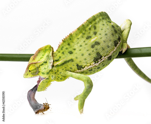 Chamaeleo calyptratus, female eating cricket
