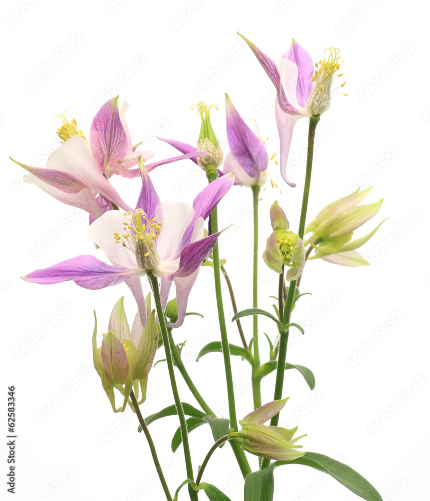 Naklejka premium オダマキ