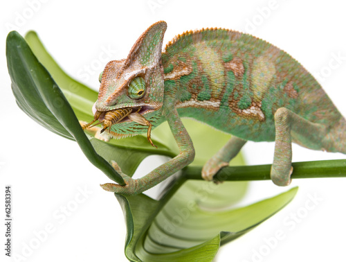 Chamaeleo calyptratus, eating cricket