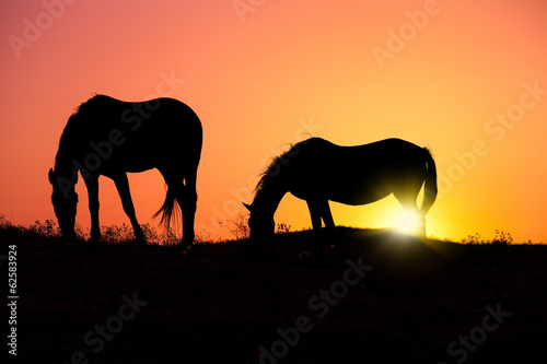 Horse silhouettes at orange sunset © vvvita