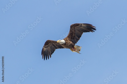 Bald Eagle © Paul Roedding