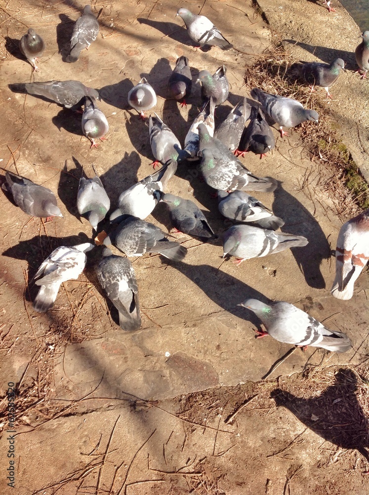 Obraz premium Голуби в луча солнца