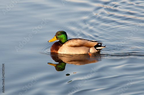 A male mallard duck with his reflection in the water.