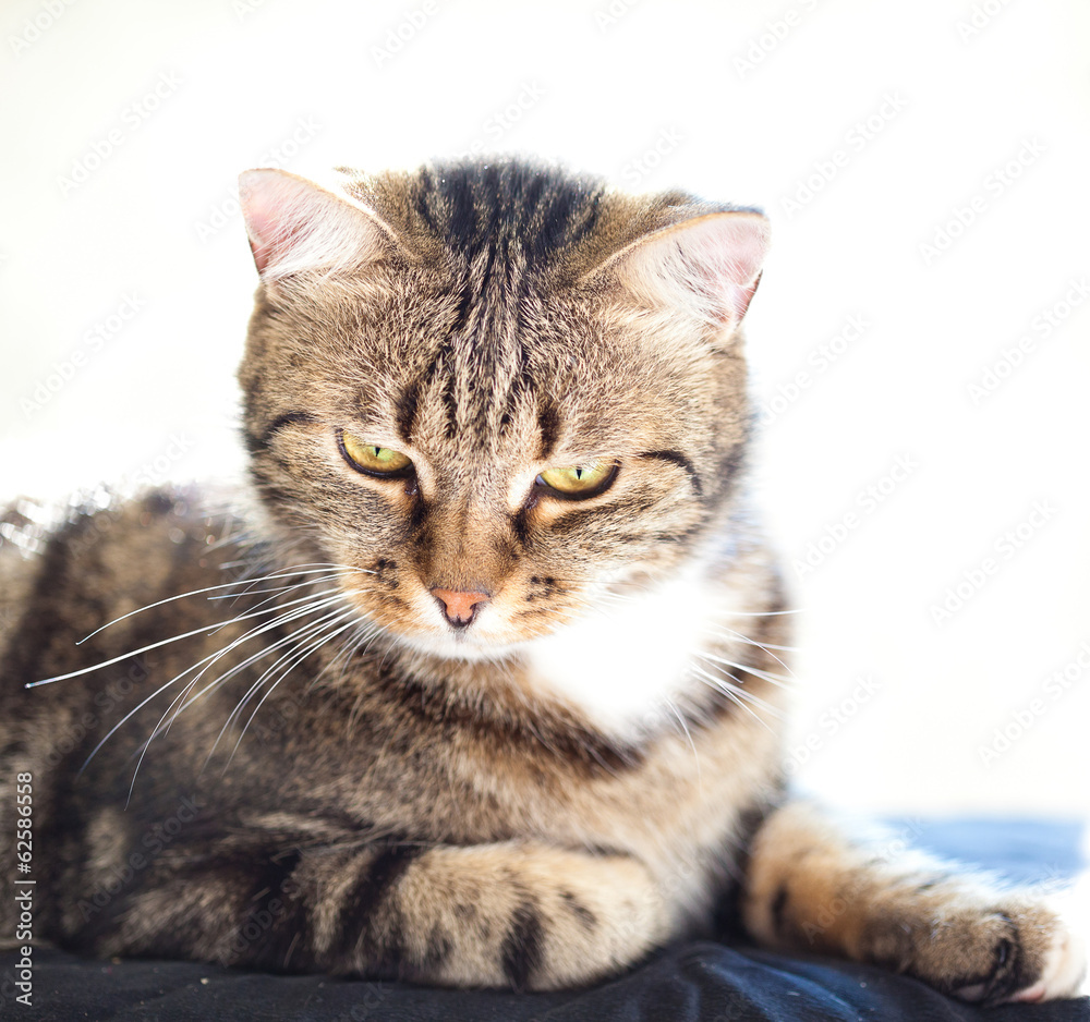 beautiful European cat closeup beautiful European cat closeup
