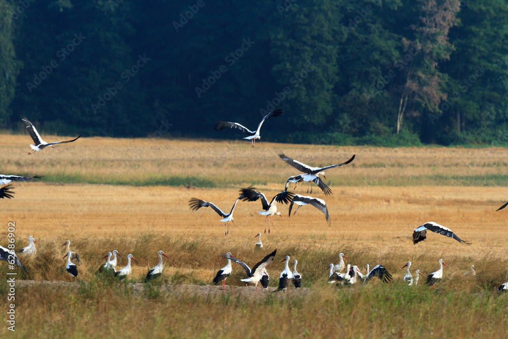Fototapeta premium bird