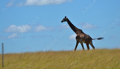 Giraffe Running