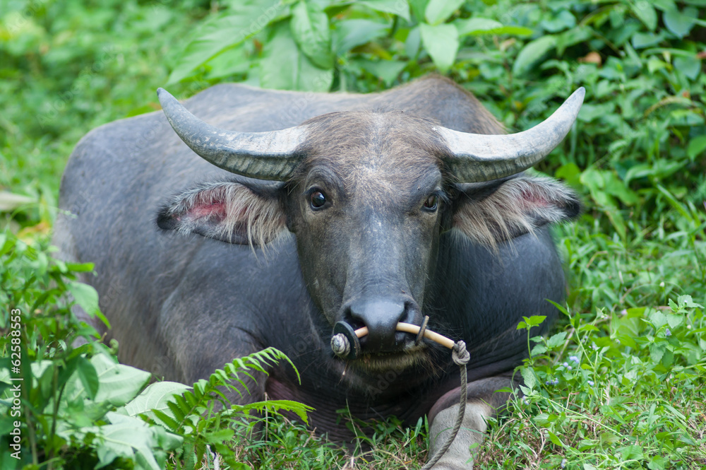 buffalo buffalo