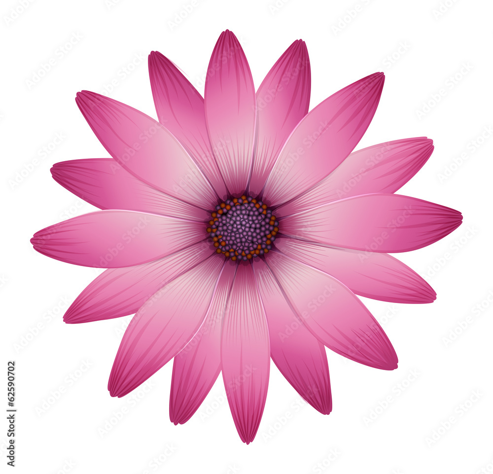 A flower with pink petals