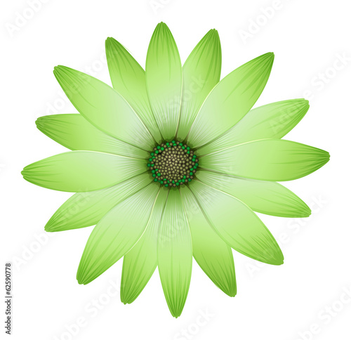A flower with green petals