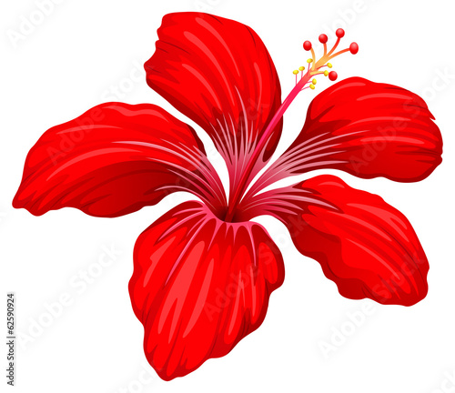 A red hibiscus plant