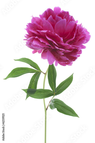 peony