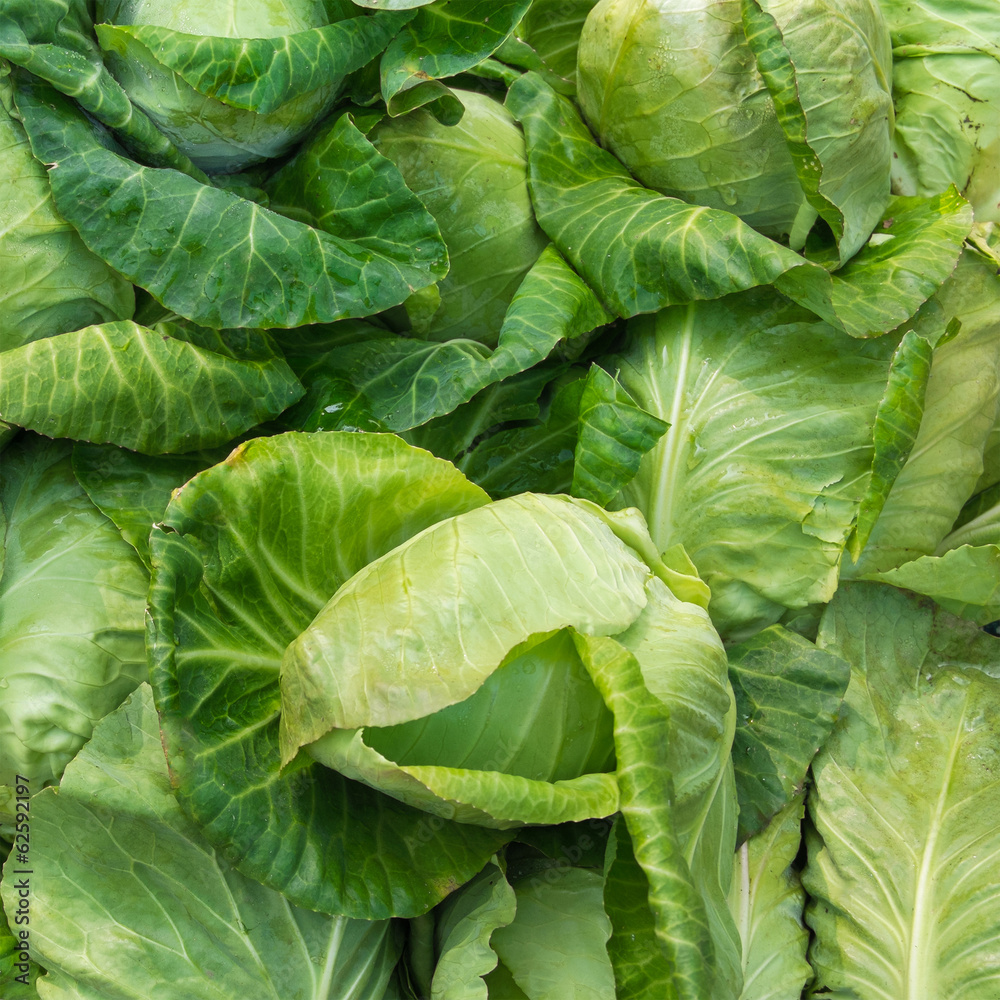 Fototapeta premium Fresh cabbage in the vegetable market