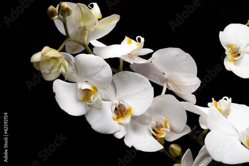 Fototapeta Naklejka Na Ścianę i Meble -  White orchid isolated on black