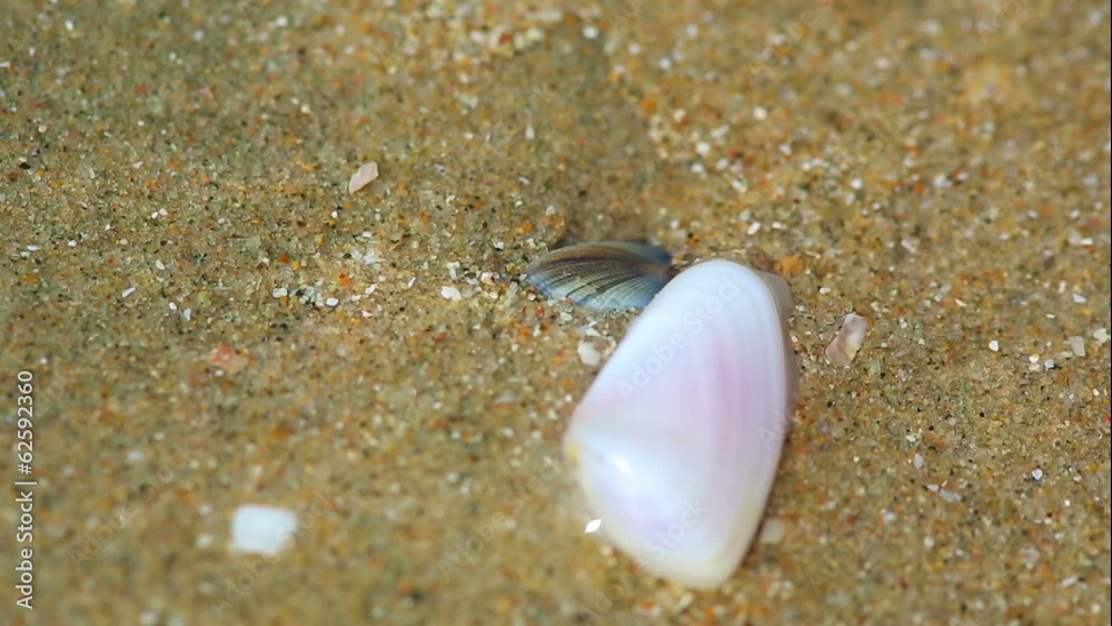 Two small clams digging themselves into the sand Two small clams digging themselves into the sand