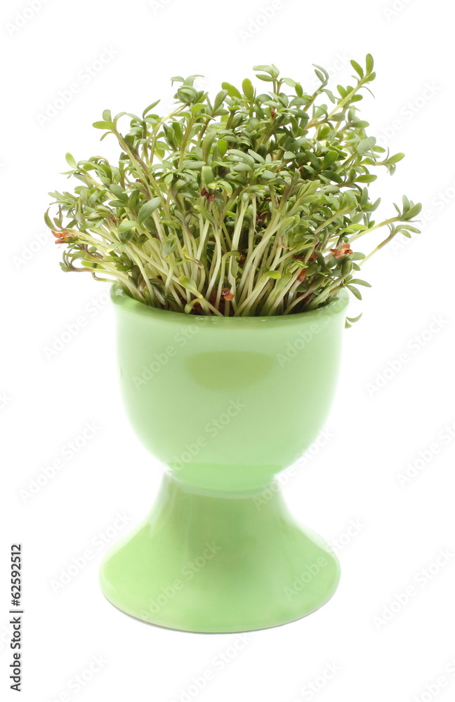 Fresh green cuckooflower in green cup. White background Fresh green cuckooflower in green cup. White background