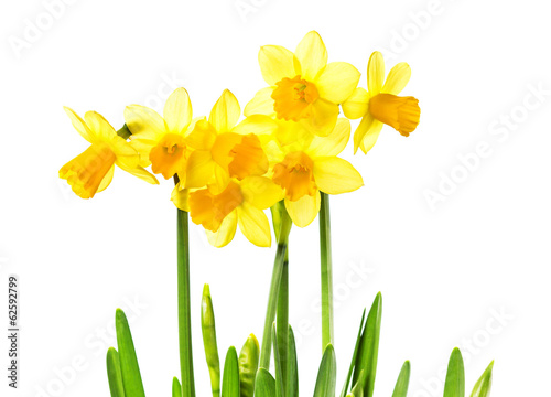 Fototapeta Naklejka Na Ścianę i Meble -  Spring Yellow Flowers isolated on white background. Daffodil flo