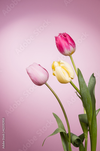 Fototapeta Naklejka Na Ścianę i Meble -  Beautiful tulips