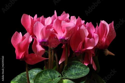Fototapeta Naklejka Na Ścianę i Meble -  Cyclamen