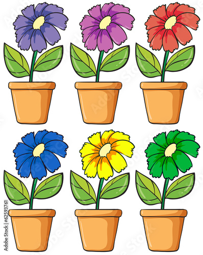 Pots with flowering plants