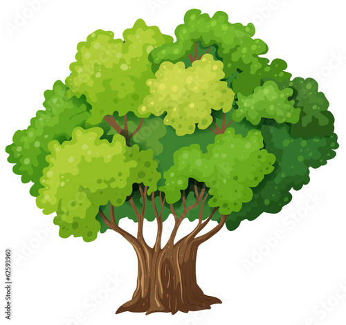 A big old tree