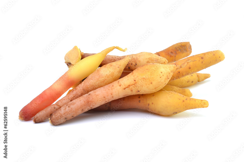 Fresh boesenbergia isolated on white background Fresh boesenbergia isolated on white background