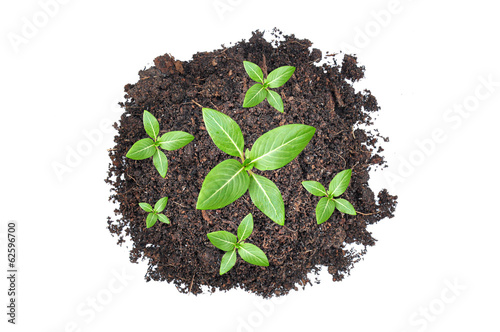Small green seedlings growing from heap of soil
