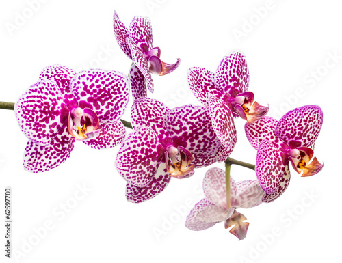 Fototapeta Naklejka Na Ścianę i Meble -  fresh branch of lilac spotty orchid is isolated on white backgro