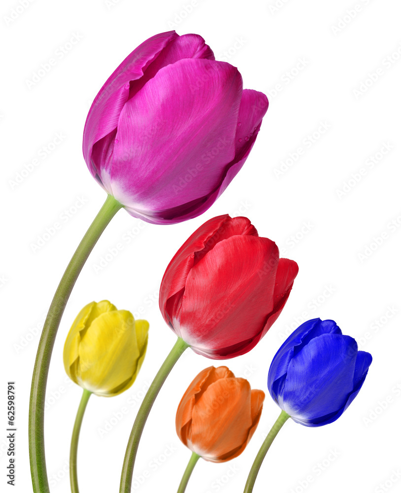 tulips isolated on white background tulips isolated on white background