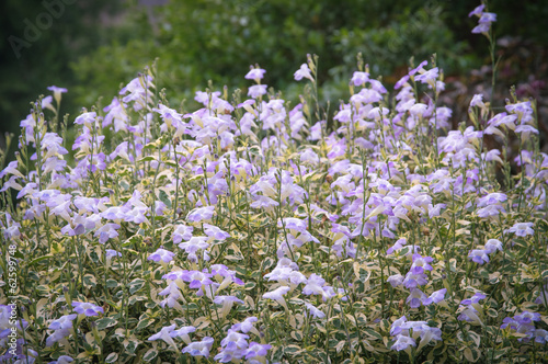 Vintage photo of meadow with purple flowers.