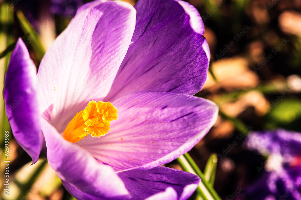 Crocus flower