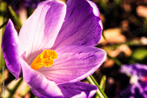 Obraz na płótnie Crocus flower w salonie