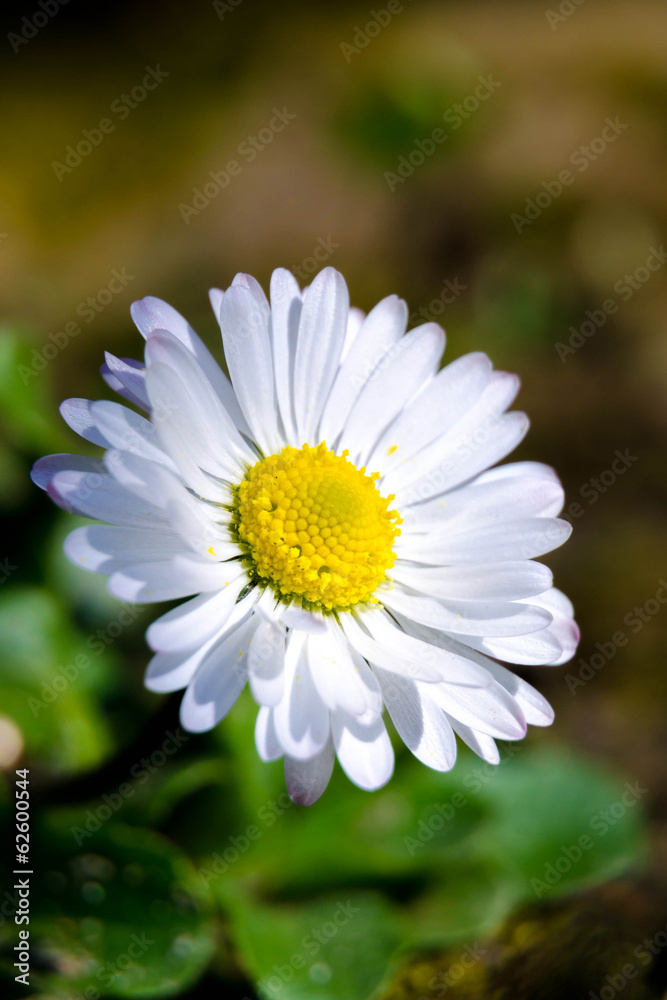 Obraz premium Daisey close up