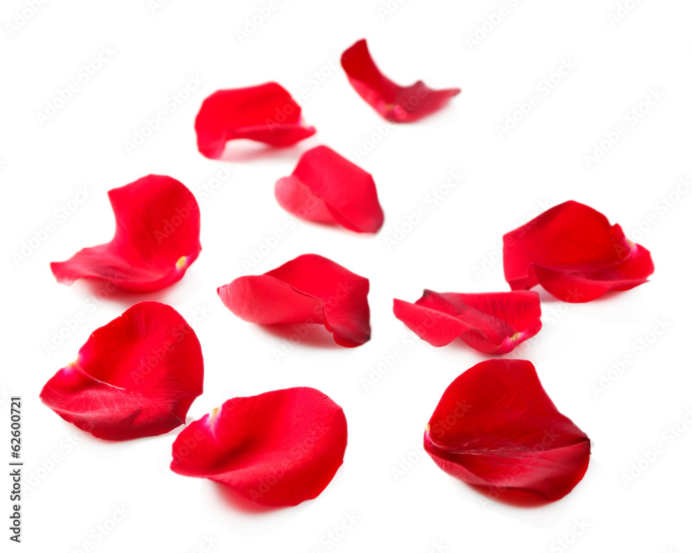 Beautiful red rose petals, isolated on white