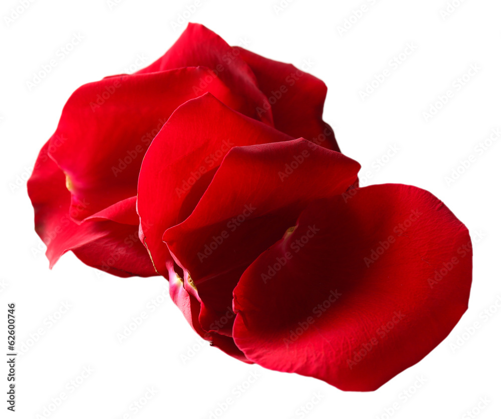 Beautiful red rose petals, isolated on white Beautiful red rose petals, isolated on white