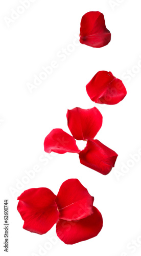 Beautiful red rose petals  isolated on white