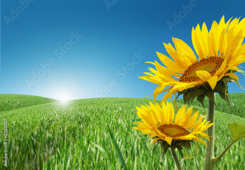Meadow with sunflowers