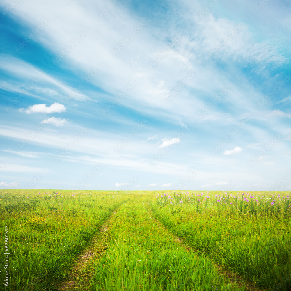 country road in the fields